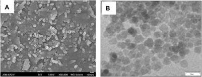 Thermo- and Light-Responsive Polymer-Coated Magnetic Nanoparticles as Potential Drug Carriers